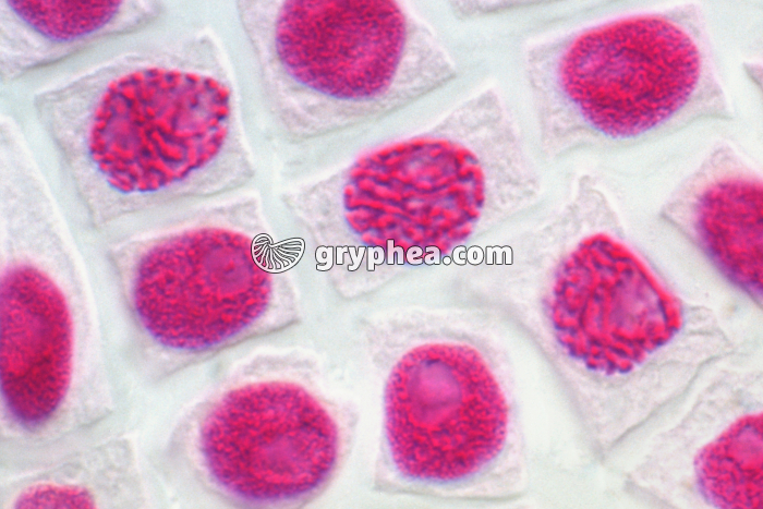 Mitoses de cellules de racine d'Ail (prophase) - coloration Feulgen x 400 - gryphea.com